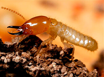 ปลวก (Termite)